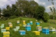 سهم 4 درصدی اهر از کندوهای زنبور عسل آذربایجان شرقی
