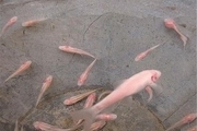سه گونه ماهی "کور غار" در لرستان وجود دارد