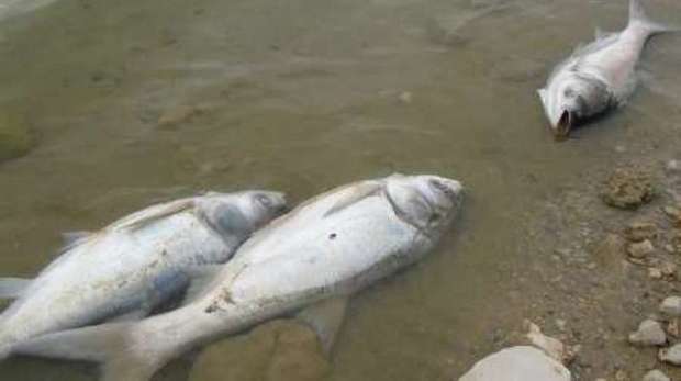 تلف شدن ماهی ها درساحل گناوه ارتباطی با فاضلاب ندارد