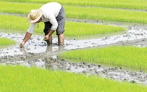تلاش مسئولان قائمشهری برای جلوگیری از خسارت  خشکسالی