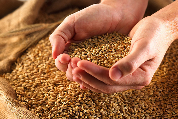 تولید گندم در استان مرکزی 73 درصد افزایش یافت