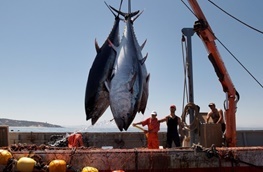 ژاپنی‌ها مشتری تن ماهیان سیستان‌وبلوچستان
