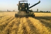خرید بیش از ۸۰ هزار تن گندم از کشاورزان شوش