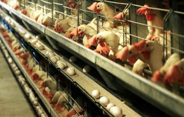 ساختار بهداشتی مزارع مرغ تخمگذار البرز اصلاح شد