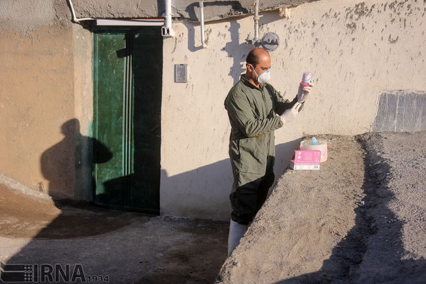 مایه کوبی دام‌های کردستان علیه تب برفکی از مرز ۹۸  هزار راس گذشت