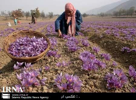 برداشت 33 میلیارد ریال زعفران توسط مددجویان تایبادی