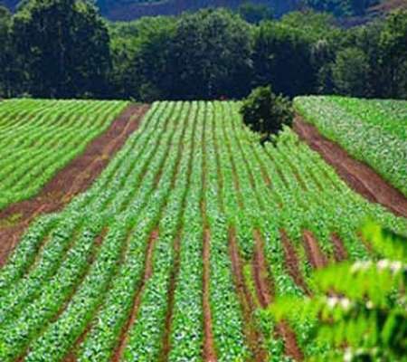 اجرای طرح کاداستـر در 3 هزار و 750 هکتار زمین کشاورزی پیرانشهر