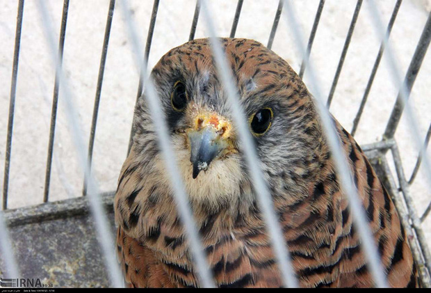 انهدام باند قاچاق پرندگان شکاری در حاشیه تالاب بین المللی گندمان