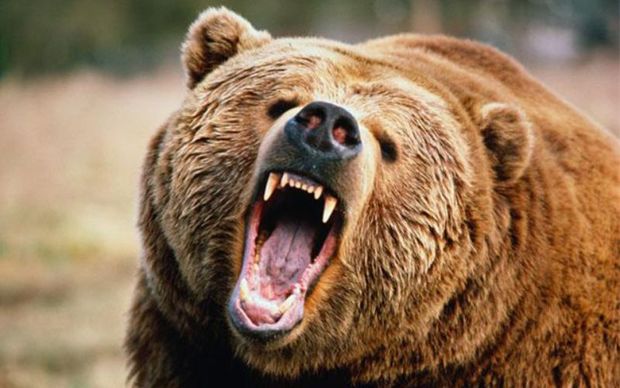 خرس یک زن را در دنا مجروح کرد