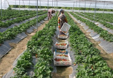 4814 واحد گلخانه در سیستان و بلوچستان فعال است