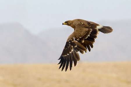 رها سازی عقاب سارگپه به دامان طبیعت کهنوج