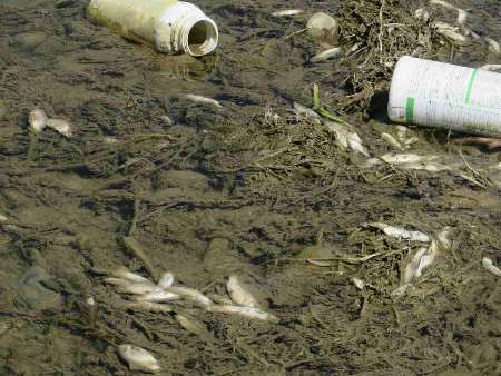 واکنش اداره محیط زیست به تلفات ماهیان در رودخانه 'خره برداشان' پیرانشهر
