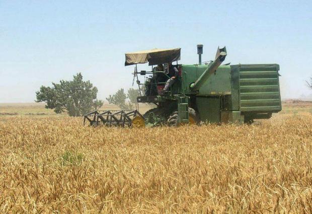 103هزار تن گندم به نرخ تضمینی از کشاورزان اهوازی خریداری شد