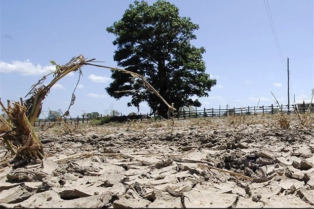 خشکسالی در بخش کشاورزی سمنان نگران کننده است