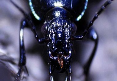 هجوم شبانه سوسک‌ها و ترس و وحشت مردم قزوین