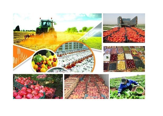 سالانه سه میلیون تن محصولات کشاورزی در زنجان تولید می‌شود