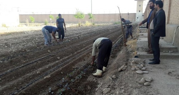 مجهز شدن ۵ هکتار اراضی کشاورزی زندان دزفول به سیستم آبیاری قطره ای