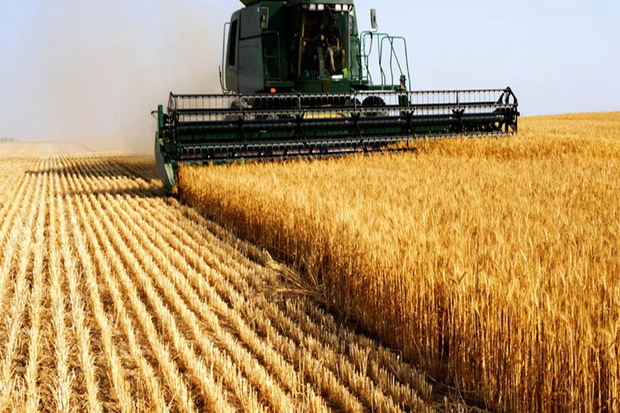 9300 تن گندم در چالدران برداشت می شود
