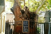 قدیمی‌ترین چنار تهران + عکس