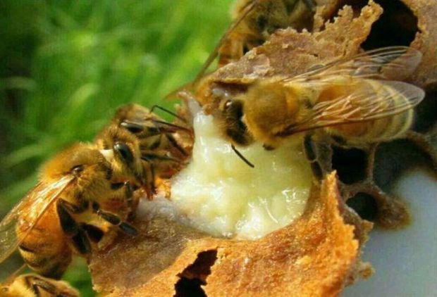 تولید ژل رویال زنبورعسل در البرز سه برابر شد
