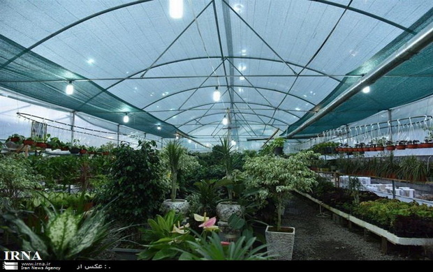 یک هزار تن محصولات گلخانه ای در استان تهران تولید می شود