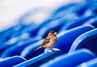 پرنده کوچک فوتبالی! 