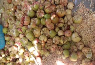 برداشت محصول انار در اندیمشک