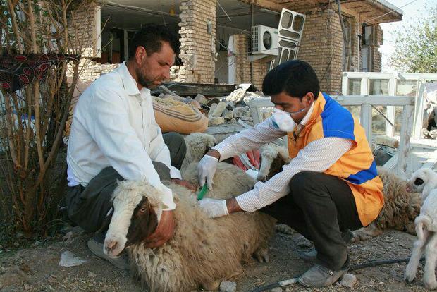 ویزیت رایگان بیش از 50 هزار راس دام سبک در مناطق زلزله زده کرمانشاه