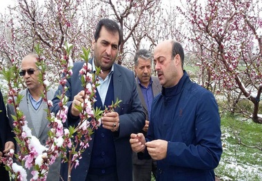 برف و سرما خسارت زیادی به باغ های مشگین شهر وارد کرد