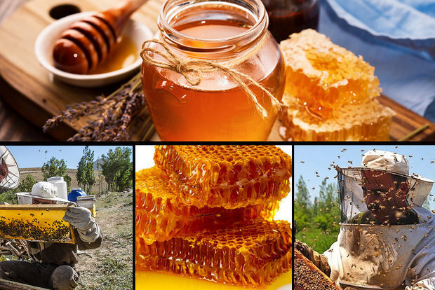 سالانه ۹۰۰ تن عسل در استان قزوین تولید می‌شود