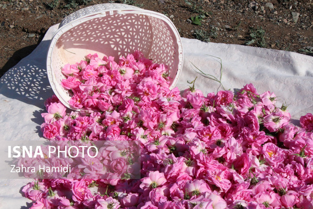 "گلی"که اقبال کشاورزان سمنانی به آن روز به روز بیشتر می‌شود