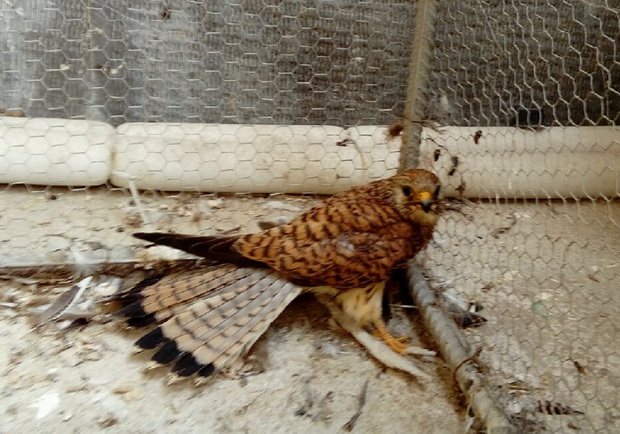 پرنده زخمی به محیط زیست غرب گلستان تحویل شد