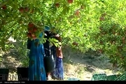 افزایش 15درصدی تولید سیب درختی درکهگیلویه و بویراحمد