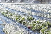 سرما و یخبندان به اراضی کشاورزی ایلام آسیب زد