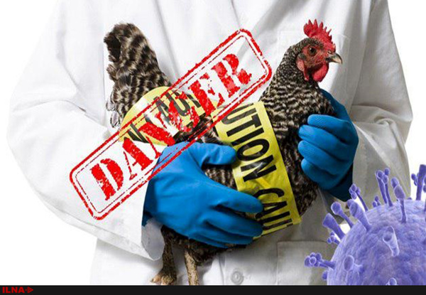 مشاهده آنفلوآنزای فوق حاد پرندگان در کیاشهر گیلان  هشدار نسبت به اقدامات پیشگیرانه دستگاه‌ها