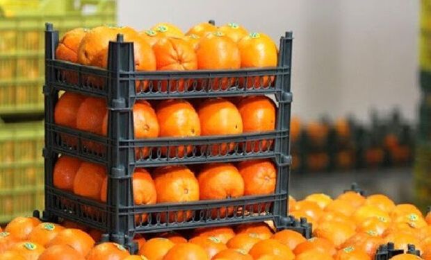 ۷۰ تن میوه عیدانه در کهگیلویه، چرام و لنده توزیع شد
