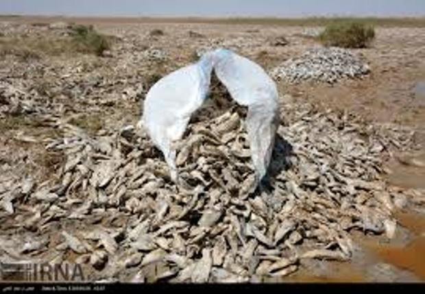 مرگ دست جمعی ماهیان خزری در مازندران تکذیب شد