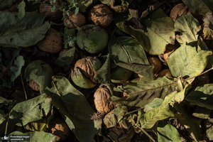 برداشت مکانیزه گردو در استان زنجان