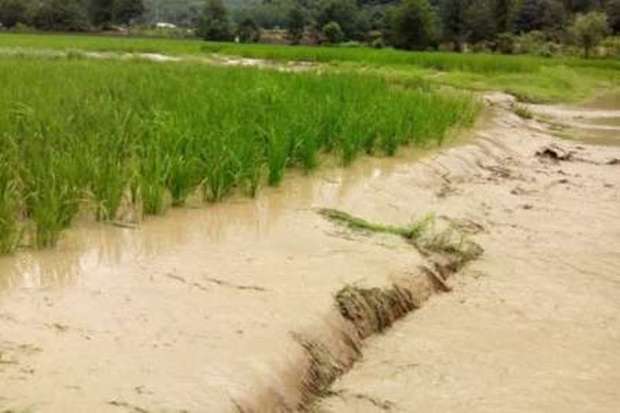 سیلاب و باران شدید اخیر 52 میلیارد ریالی به کشاورزی نکا خسارت زد
