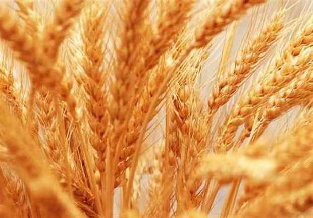 ۲۰ تولیدکننده بذر استان فارس در آستانه ورشکستگی  تولیدکنندگان چشم‌انتظار پرداخت مطالبات