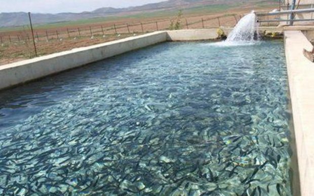 هفت تن ماهی قزل آلا در تایباد تولید شد