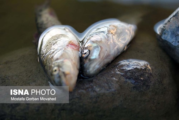 دلایل تلف شدن ماهی‌های رودخانه اهرچای را پیگیری می‌کنیم