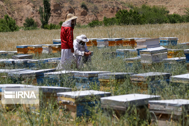 بیش از ۱۷۲ تن عسل در مانه و سملقان برداشت شد