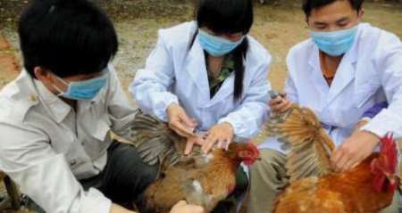 شیوع آنفلوآنزای پرندگان در پی مهاجرتی مرگبار