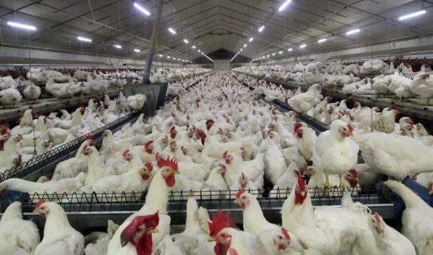 مجوز مرغ مادرگوشتی در خراسان شمالی صادر شد