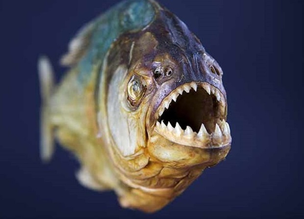 دندان های ترسناک ماهی پیرانا! + فیلم
