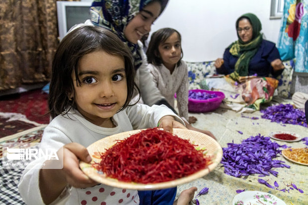 خرید زعفران در خراسان رضوی از مرز ۶۵ تن گذشت