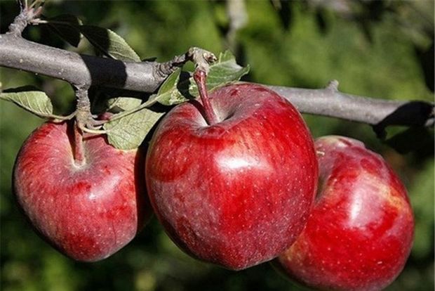 ممنوعیت صادرات سیب درختی  باغداران در ارومیه سیب احتکار می کنند!