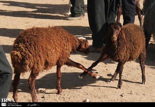 وضعیت بازار گوشت فارس در آستانه عید قربان