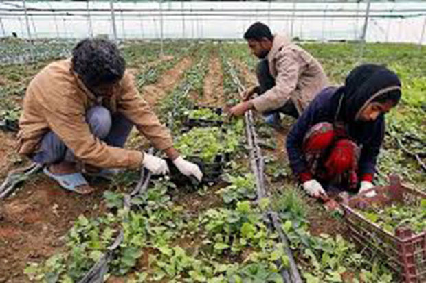 ۱۰ طرح کشاورزی جوین در خراسان رضوی ۲۷۰ فرصت شغلی ایجاد کرد